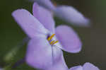 Creeping phlox